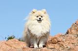 SPITZ ALLEMAND 332